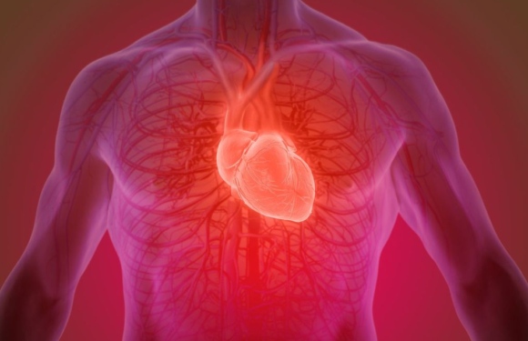 Can Stem Cells Help Repair Your Heart After a Heart Attack?