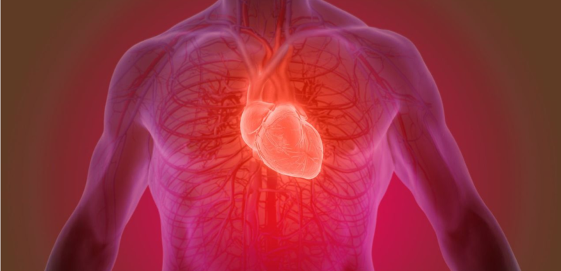 Can Stem Cells Help Repair Your Heart After a Heart Attack?